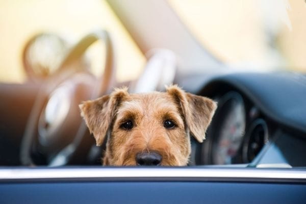 Почему никогда нельзя оставлять собаку в машине – даже на некоторое время