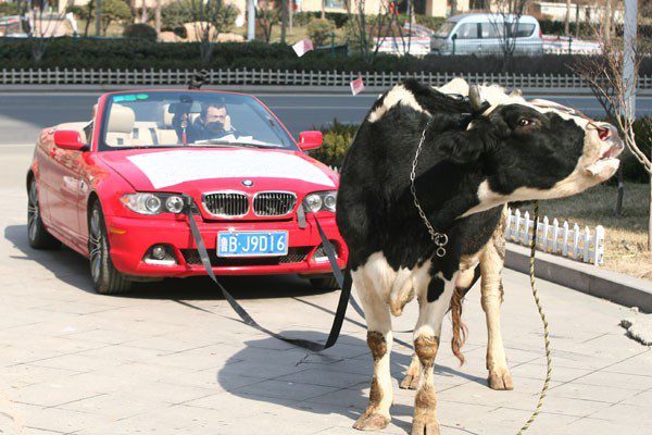 Le bétail pollue plus que les voitures