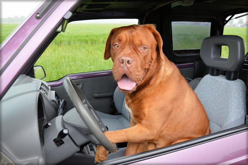 Почему никогда не следует оставлять собаку в машине &#8211; даже на время