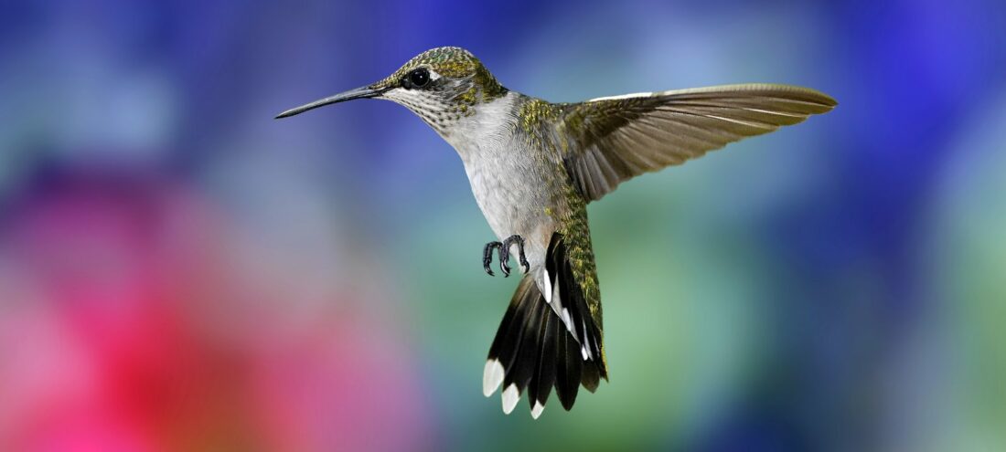 Colibri, osa 14; Hummingbird Volume 15