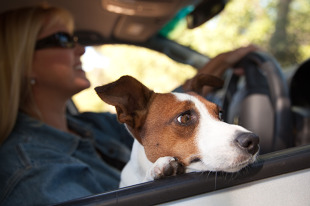 Безопасность собаки в машине