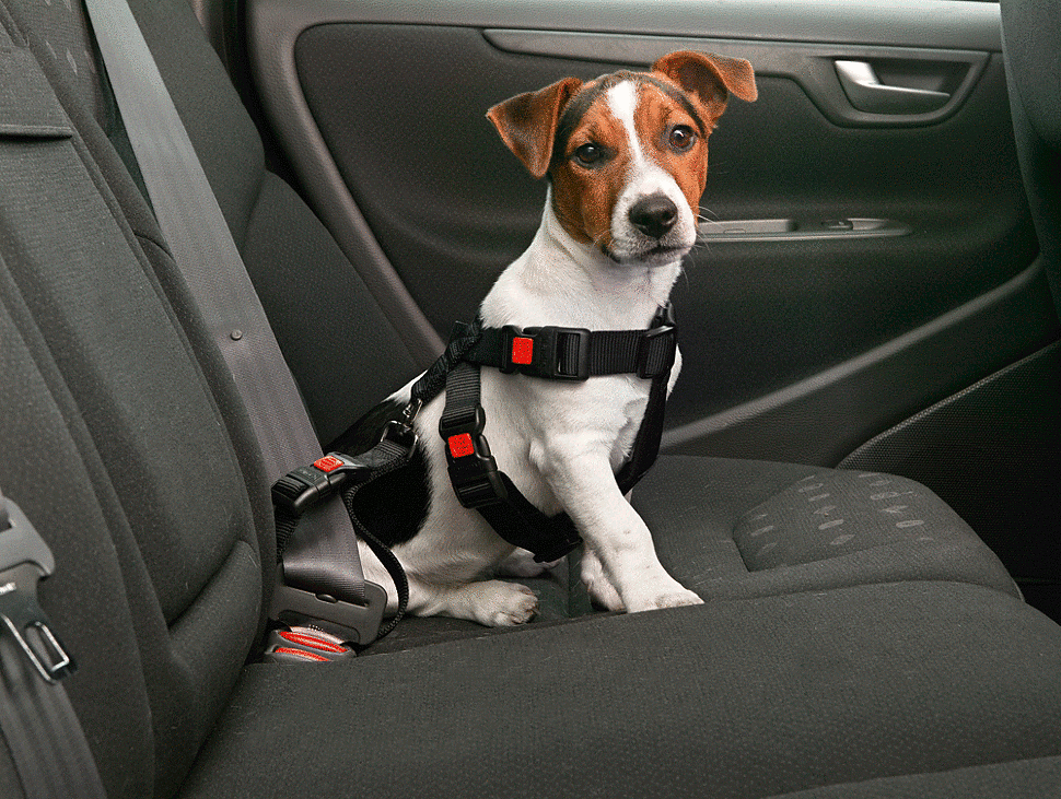 Շների անվտանգությունը մեքենայում