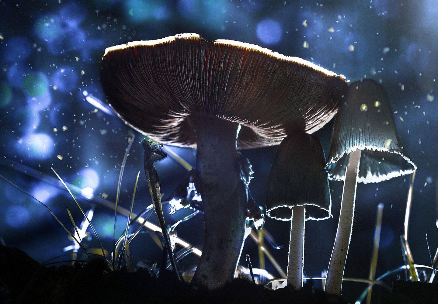 Chernobyl mushrooms