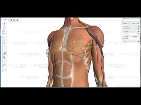 Google Body Browser - virtual anatomical atlas
