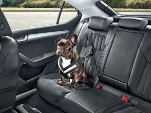 Как безопасно перевозить собаку в машине?