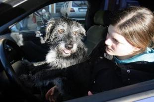 Как правильно перевозить домашних животных в автомобиле