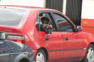 Как правильно перевозить домашних животных в автомобиле