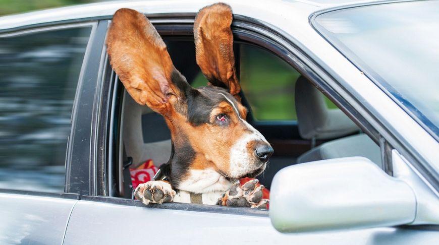 Pengangkutan anjing dengan kereta. Panduan