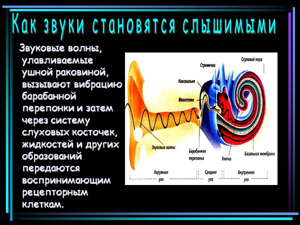 Звук вместо. Улавливание звуковых волн ушной раковиной. Как образуется звуковая волна. Звук улавливается ушной раковиной. Как образуется звуковая волна кратко.