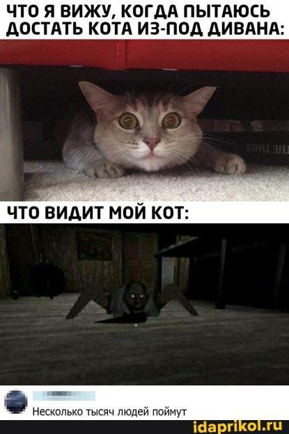 Владелец суперкара превзошел интернет-мем про кота