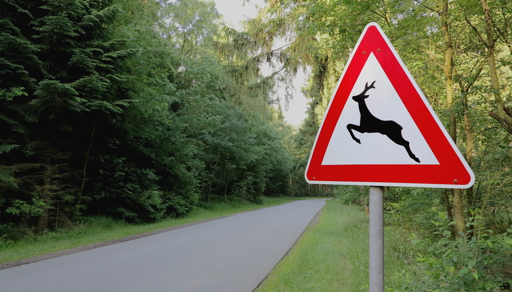 Животные на дороге. Как вести себя и избежать аварии?