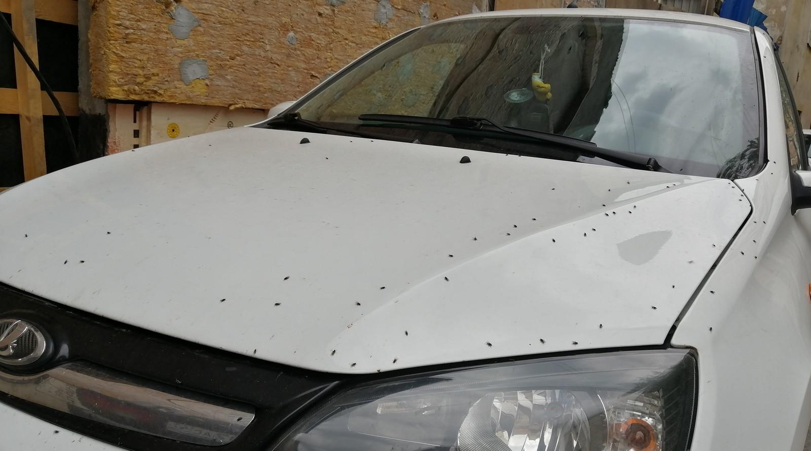 Kuidas improviseeritud vahenditega auto kaitserauda putukate eest pesta