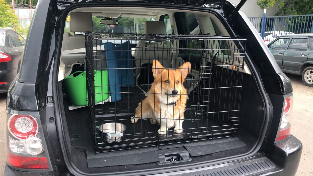 Клетка для собаки в багажник авто: ТОП моделей по разной цене