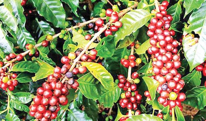 10 крупнейших штатов-производителей кофе в Индии
