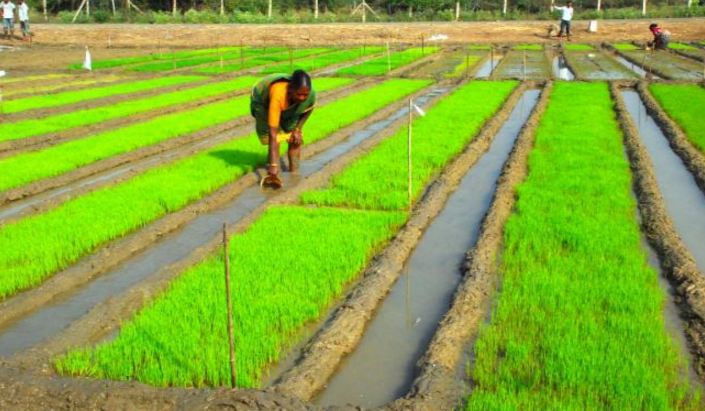 10 крупнейших штатов-производителей риса в Индии