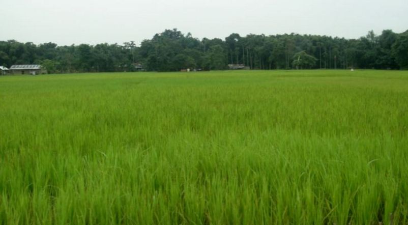 10 крупнейших штатов-производителей риса в Индии