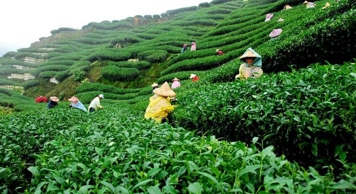 10 крупнейших стран-производителей чая в мире
