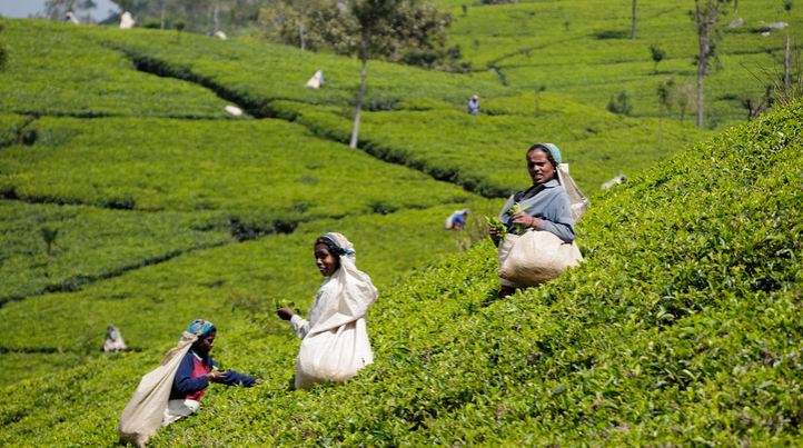 10 крупнейших стран-производителей чая в мире