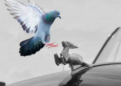 К чему голубь сел на машину: предостережение водителю или пустая примета?