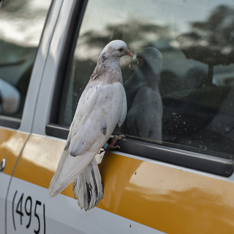 为什么鸽子会坐在车上：是对司机的警告还是空标志？