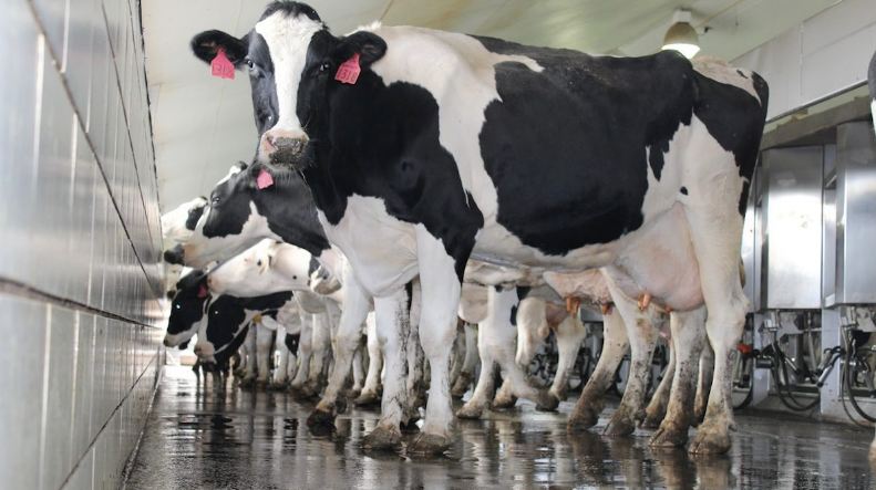 Топ-10 стран мира с самыми высокими производителями молока