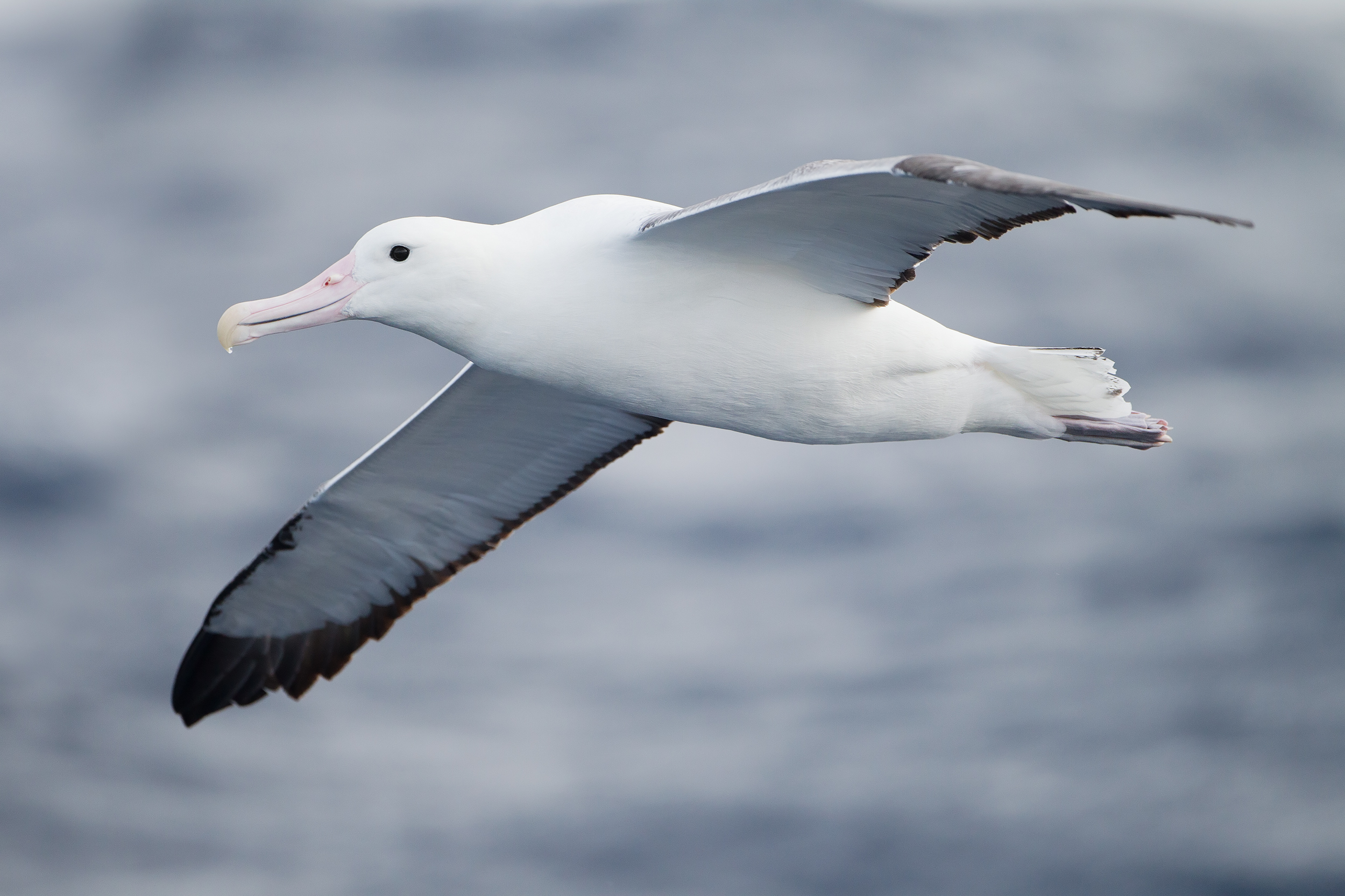 albatrossi