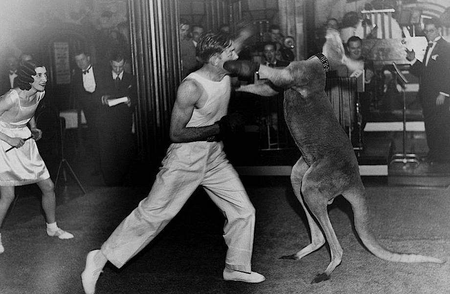 Boxer am Känguruland
