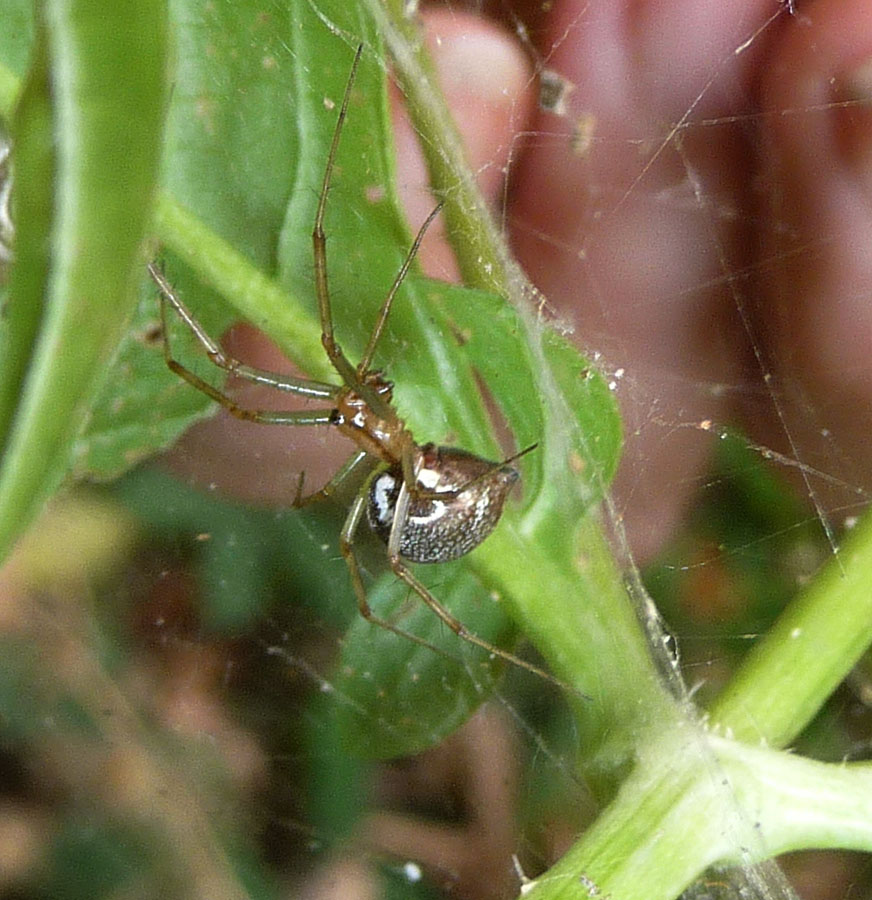 Korean hämähäkki antipodeissa