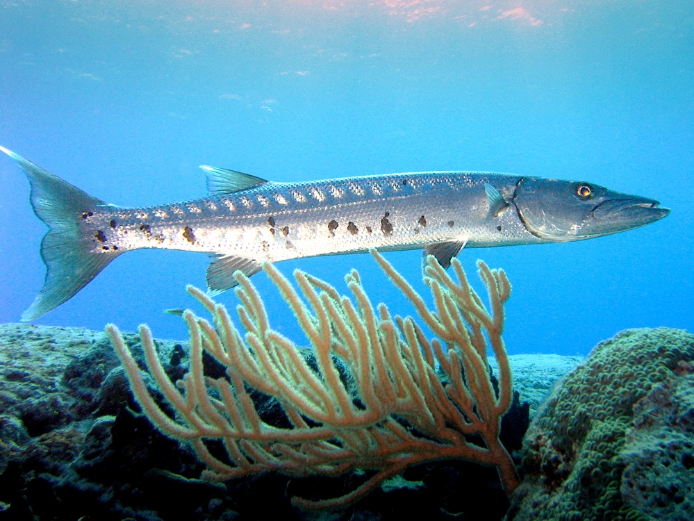 Barracuda Shortfin i Awstralia