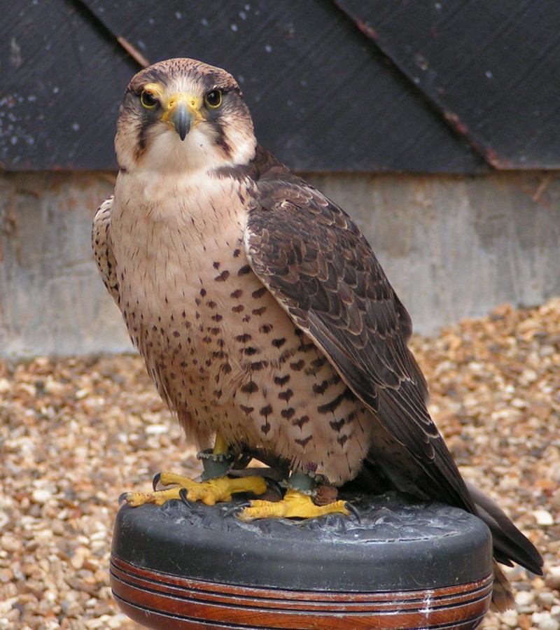ORP Falcon. Kampanye Tengah Kadua