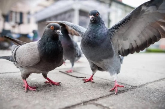 12 забавных фактов о голубях, которых вы не знали