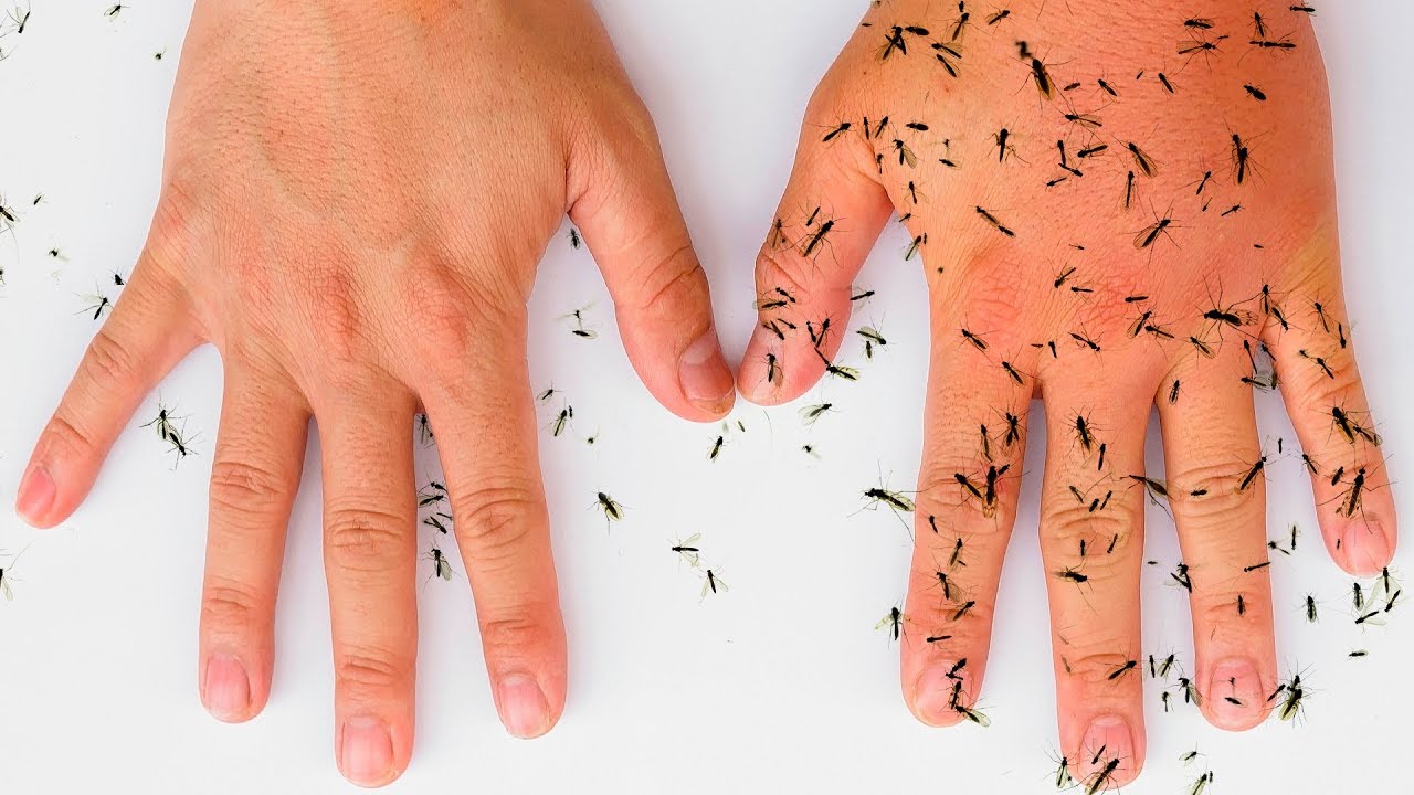 5 Cara Efektif Membasmi Nyamuk Rumah