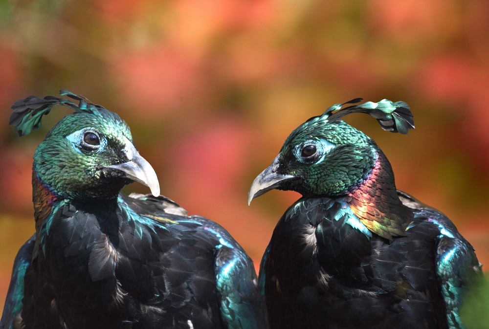 Kuşların çiftleşme alışkanlıkları. Kuş dünyası baharı nasıl yansıtır?