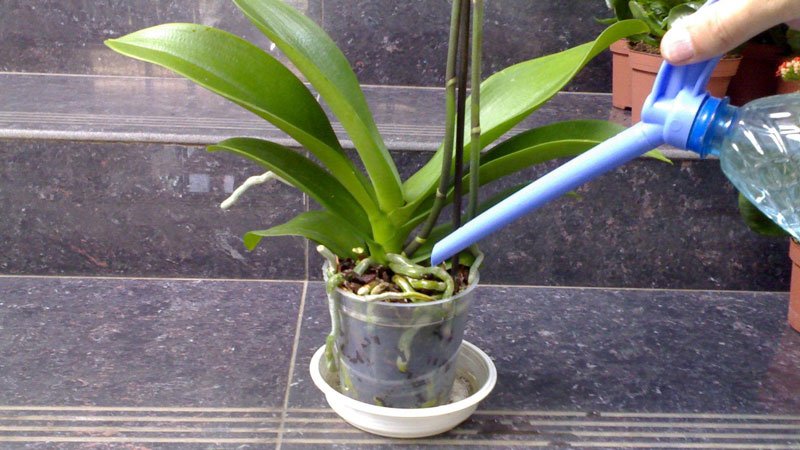 How often to water and fertilize orchids?