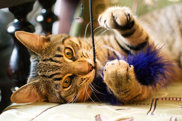 मांजरीबरोबर कसे खेळायचे? 8 मजेदार कल्पना