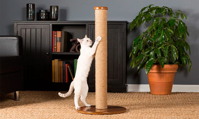 Hvad er en kat kradsestol? En guide for begyndere katteelskere.