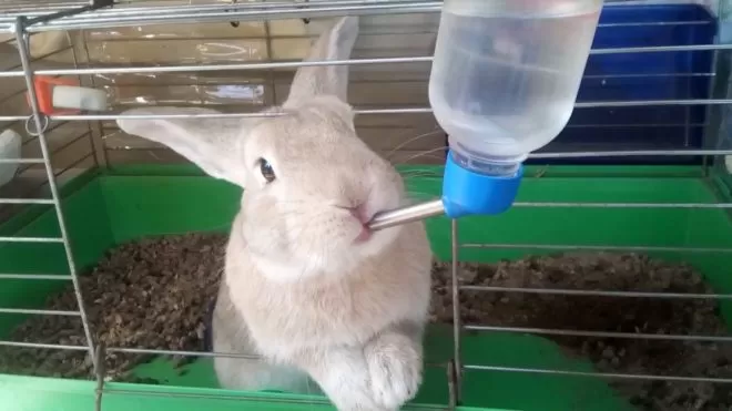 Apa yang hamster makan? Apakah jenis makanan untuk mereka pilih?