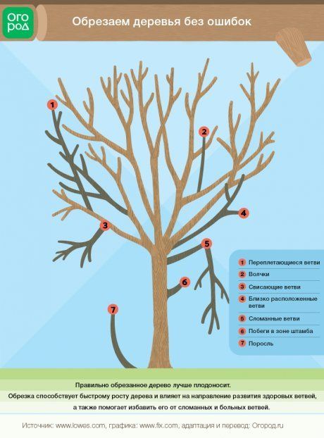 Обрезка плодовых деревьев: как и когда обрезать плодовые деревья и кустарники?