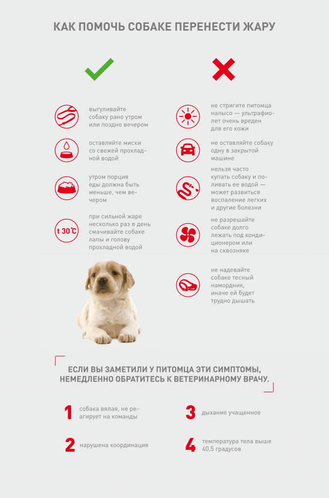 Топлотен удар кај куче - како да ги препознаете првите симптоми?