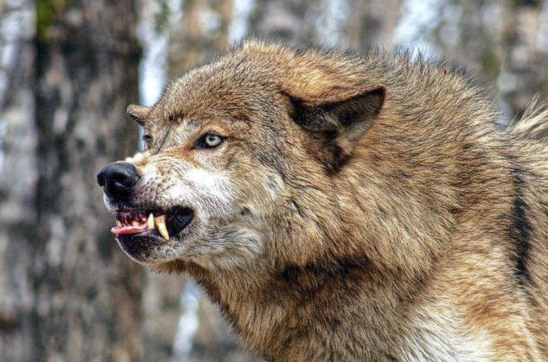 Волки в Польше &#8211; что о них стоит знать?