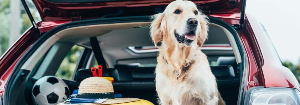 Gaiola para cans no coche: como transportar animais para que se sintan seguros?