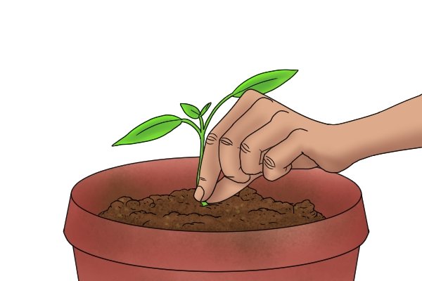 Как использовать садовую лопатку для пересадки саженца?