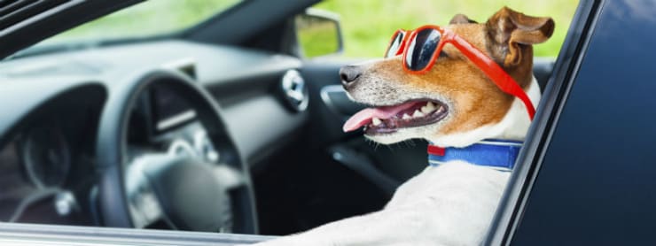 Лучшие способы обеспечить безопасность вашей собаки во время путешествия в машине