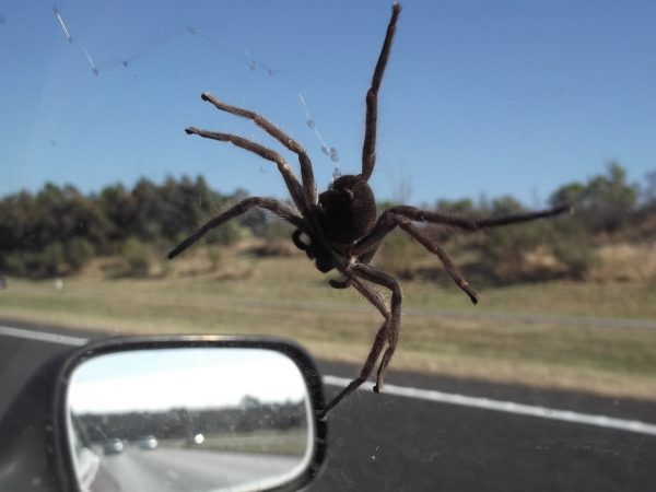 車裡的蜘蛛 - 為什麼在任何情況下都不應該擺脫這樣的社區