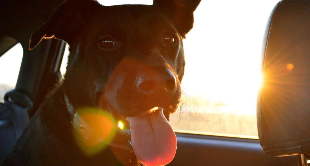 5 συμβουλές για το πώς να ταξιδέψετε με έναν σκύλο χωρίς να τρελαίνεστε